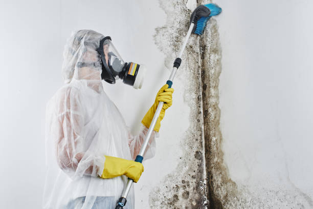 Best Residential Mold Remediation in Grosse Pointe, MI