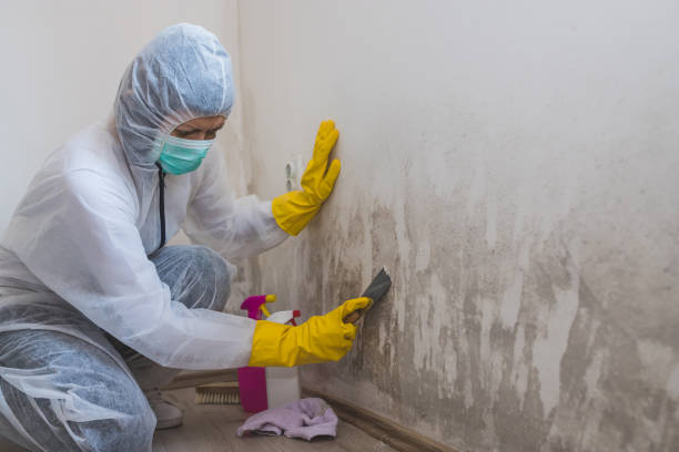Best Post-Flood Mold Remediation in Grosse Pointe, MI