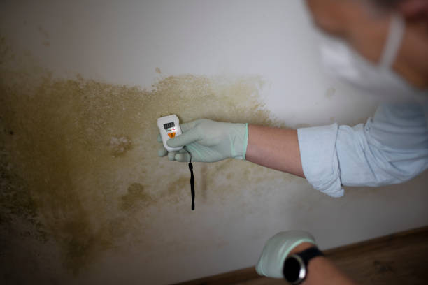 Best Attic Mold Remediation in Grosse Pointe, MI