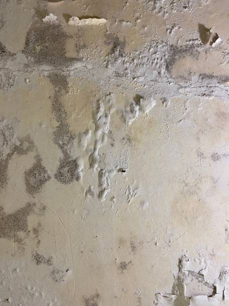 Best Preventive Mold Services in Grosse Pointe, MI