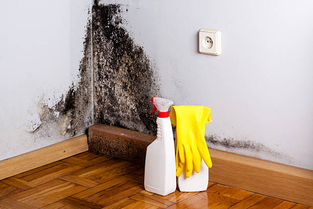 Best Bathroom Mold Remediation in Grosse Pointe, MI