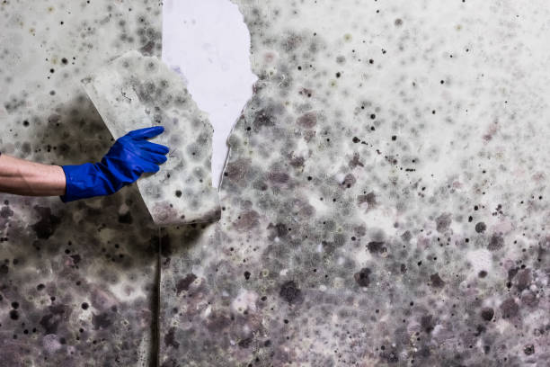 Best Attic Mold Remediation in Grosse Pointe, MI