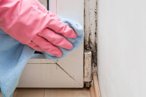 Best Basement Mold Remediation in Grosse Pointe, MI